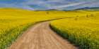 USA, Washington State, Palouse. Dirt road cutting through canola field Art Print